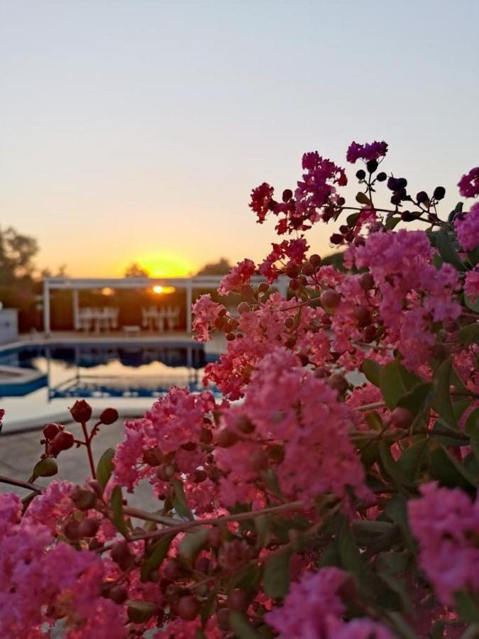 Peperosa B&B And Events Nettuno Exterior photo